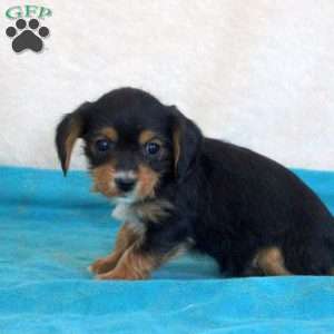 Desmond, Yorkie Mix Puppy