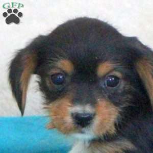 Desmond, Yorkie Mix Puppy