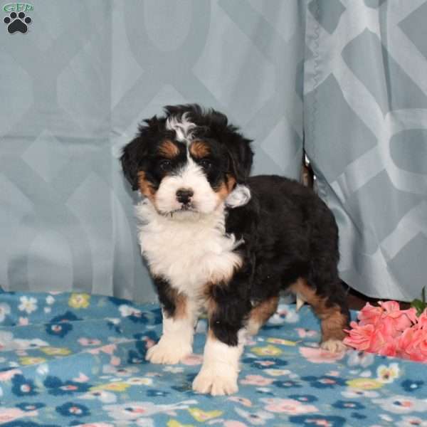 Destiny, Mini Bernedoodle Puppy