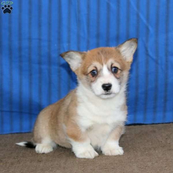 Destiny, Pembroke Welsh Corgi Puppy