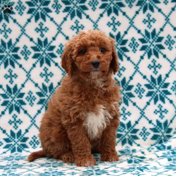 Destiny, Mini Goldendoodle Puppy