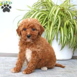 Destiny, Mini Goldendoodle Puppy