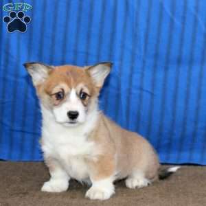 Destiny, Pembroke Welsh Corgi Puppy