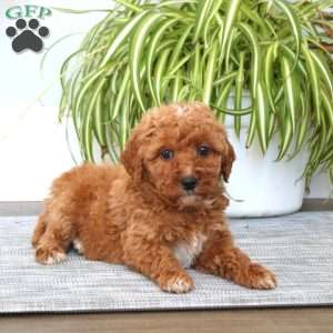 Destiny, Mini Goldendoodle Puppy