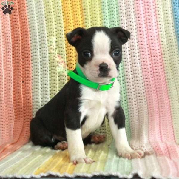 Devan, Boston Terrier Puppy