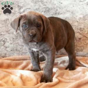 Devan, Cane Corso Puppy