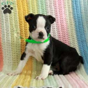 Devan, Boston Terrier Puppy