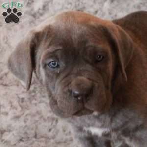 Devan, Cane Corso Puppy