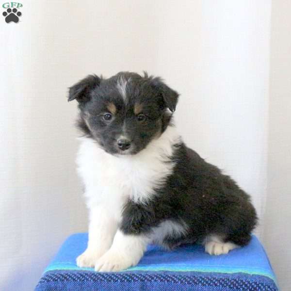 Devon, Miniature Australian Shepherd Puppy