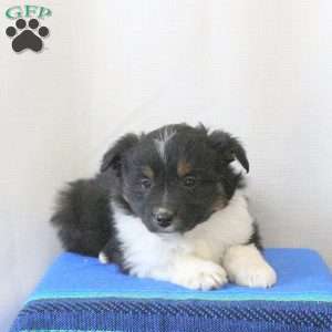 Devon, Miniature Australian Shepherd Puppy