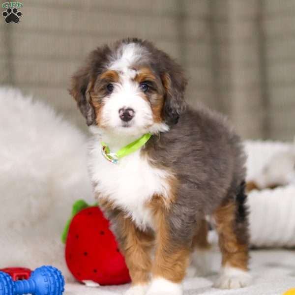 Dexter, Mini Bernedoodle Puppy