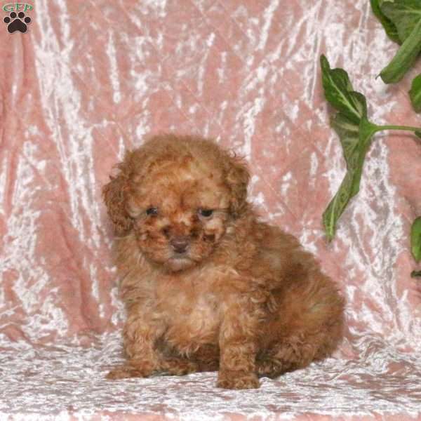 Dexter, Miniature Poodle Puppy