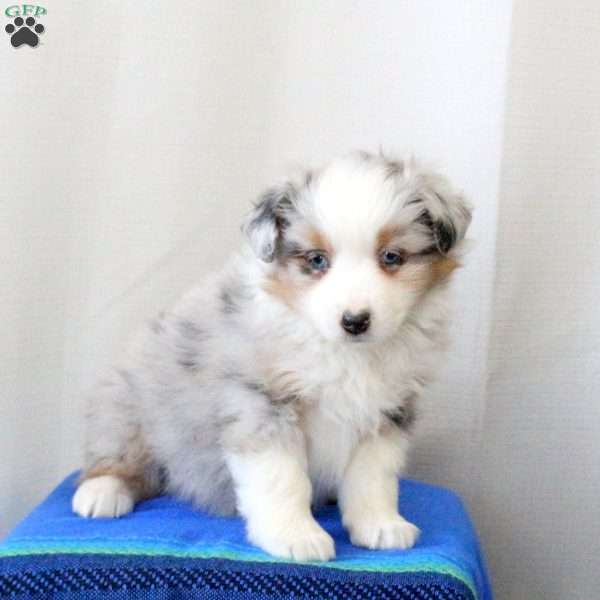 Dexter, Miniature Australian Shepherd Puppy