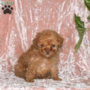 Dexter, Miniature Poodle Puppy