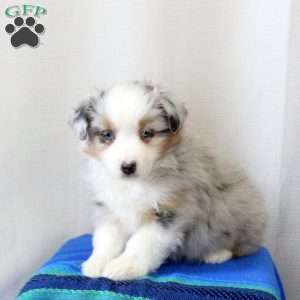 Dexter, Miniature Australian Shepherd Puppy