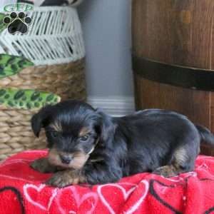 Dexter, Yorkie Puppy