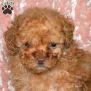 Dexter, Miniature Poodle Puppy