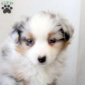 Dexter, Miniature Australian Shepherd Puppy