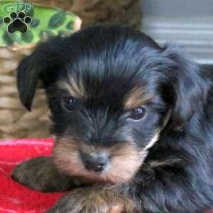 Dexter, Yorkie Puppy