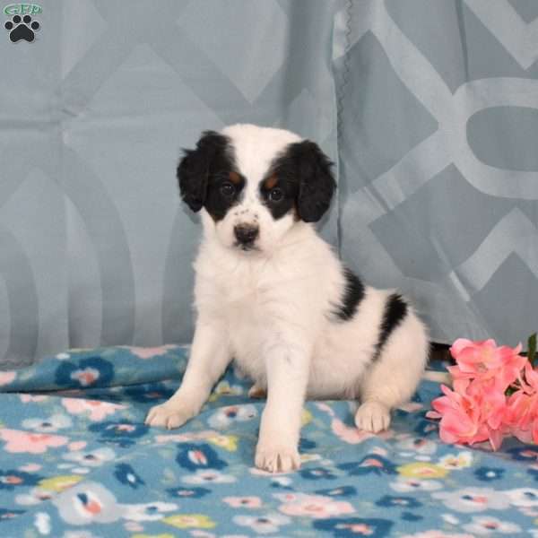 Diamond, Mini Bernedoodle Puppy