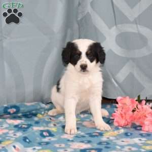 Diamond, Mini Bernedoodle Puppy