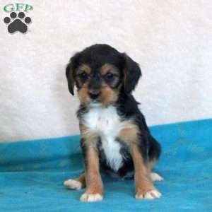 Diamond, Yorkie Mix Puppy