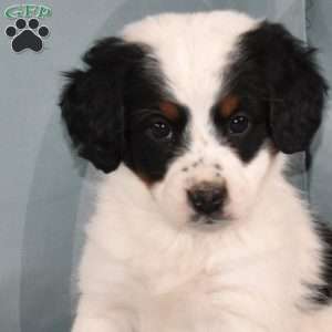 Diamond, Mini Bernedoodle Puppy