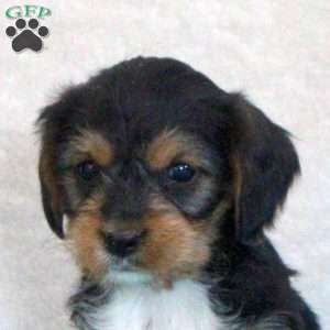 Diamond, Yorkie Mix Puppy