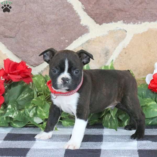 Diesel, Boston Terrier Puppy