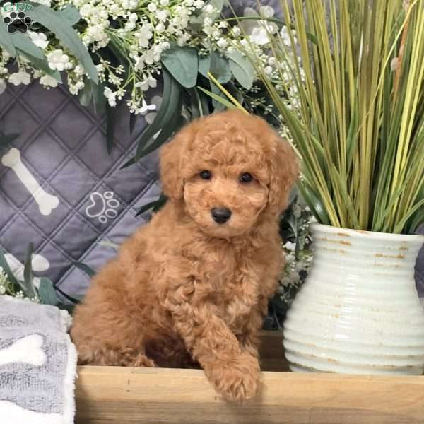 Diesel, Bich-Poo Puppy