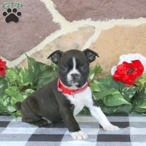 Diesel, Boston Terrier Puppy