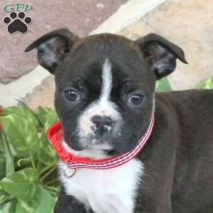 Diesel, Boston Terrier Puppy