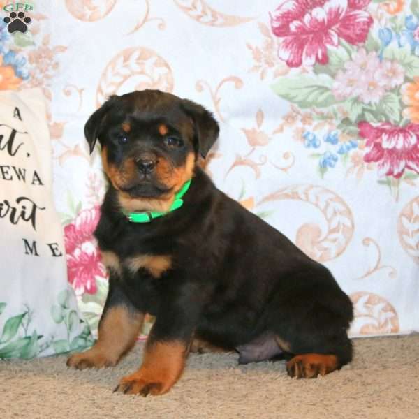 Diesel, Rottweiler Puppy