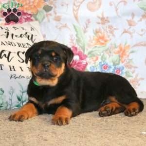 Diesel, Rottweiler Puppy