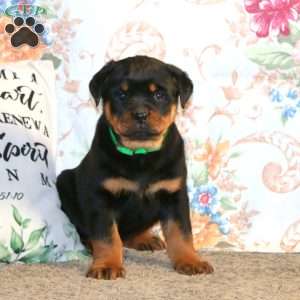 Diesel, Rottweiler Puppy