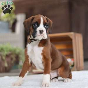 Digger, Boxer Puppy