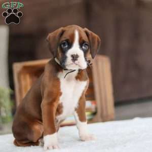 Digger, Boxer Puppy