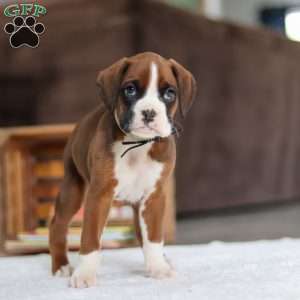 Digger, Boxer Puppy