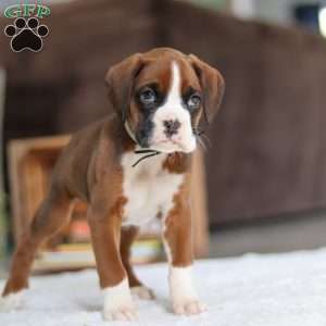 Digger, Boxer Puppy