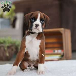 Digger, Boxer Puppy