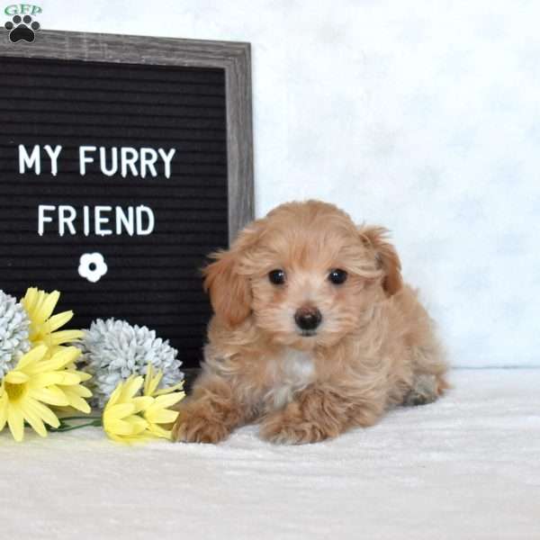 Dill, Maltipoo Puppy