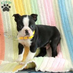 Dill, Boston Terrier Puppy