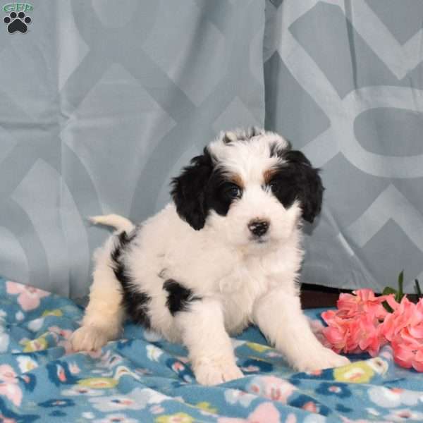 Dipper, Mini Bernedoodle Puppy