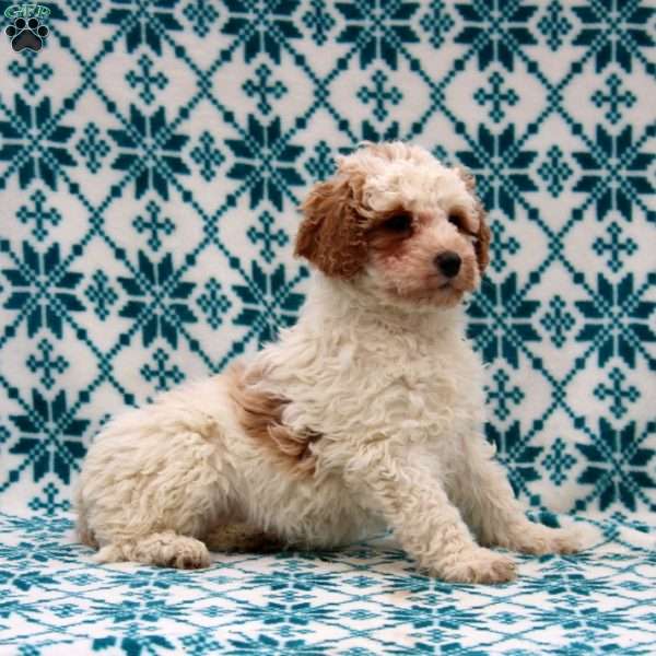 Dixie, Mini Goldendoodle Puppy