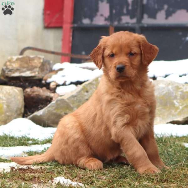 Dixie, Golden Retriever Puppy