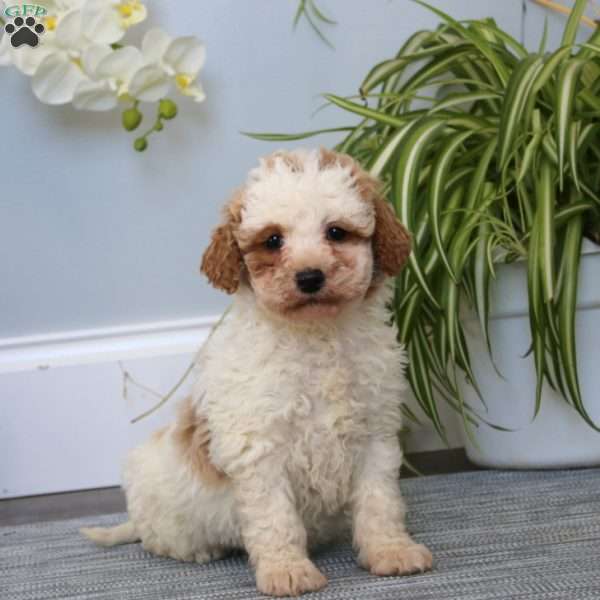 Dixie, Mini Goldendoodle Puppy