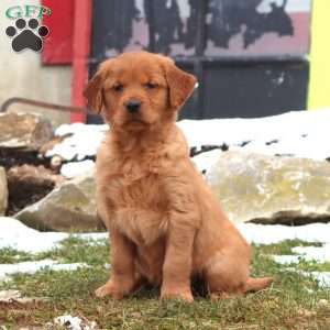 Dixie, Golden Retriever Puppy
