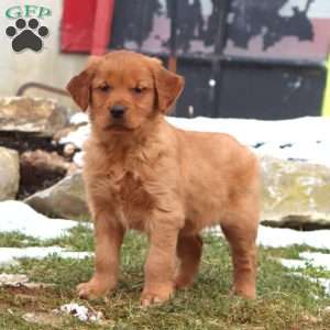 Dixie, Golden Retriever Puppy