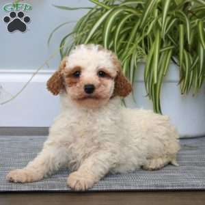 Dixie, Mini Goldendoodle Puppy