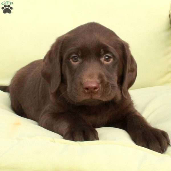 Dodger, Chocolate Labrador Retriever Puppy